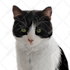 draw vector portrait from your cat dog and pet