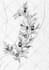 hand draw a beautiful tattoo design for you