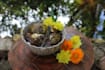 make village cooking video for your youtube