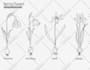 create botanical or nature illustration for you