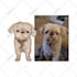 design pet, dog, cat, animal,veterinary clinic,pet grooming,and pet shop logo