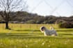 create perfect pet photos with professional editing