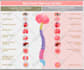 design corporate financial presentations and board ready reports
