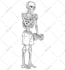 a skeleton illustration for your tshirt or brand design