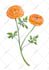 draw flowers illustrations in watercolour style