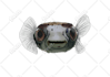 draw of a fish or something into vector illustration