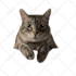 draw your pet into a vector in 24 hours