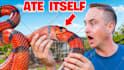 design CTR boosting youtube thumbnail in 3hrs