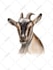 draw animals in digital art
