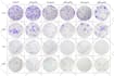 create scientific illustrations diagrams graphical abstracts