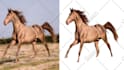 do top quality image masking expert layer mask channel alpha