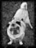 retouch animal photo for engraving
