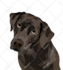make vector illustration dog cat animal pet cartoon portrait