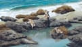 draw  speculative evolution  paleoart and more