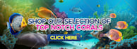 design a professional website banner or header