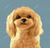 draw a cartoon for your pets in 24 hour
