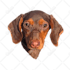 draw your pet into vector cartoon