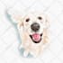 draw pet portrait illustration watercolor style