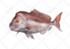 create realistic animal illustration