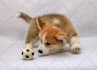 write best selling SEO pet article and pet blog in 24 hours