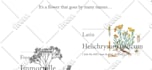 develop squarespace website, design or redesign squarespace website