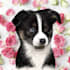 draw your dog or any pet into cartoon