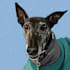 draw vector portrait from your cat dog and pet