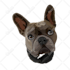 draw vector illustration your dog cat or pet 12 hrs