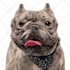 draw vector portrait from your cat dog and pet