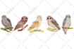 draw watercolor nature of birds and animals