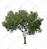 draw a tree nature in digital art
