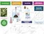 make scientific graphical abstract or illustration