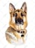 paint dog, cats, whatever pet portrait with watercolor