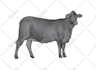 draw hyper realistic animal drawing