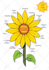 create hand drawn clean vector flowers