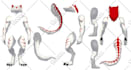 draw custom character for you