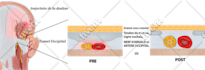 do realistic professional medical illustrations