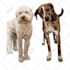 draw vector portrait from your cat dog and pet