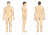 create anatomy, medical, and scientific illustrations
