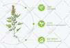 create professional infographic design for you