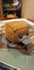 make you a cube platypus