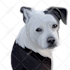 draw your pet into a vector in 24 hours