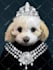 do custom pet portrait, dog portrait, cat portrait