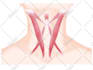 do realistic medical  illustration