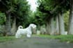 create perfect pet photos with professional editing