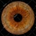 create an amazing unique iris art for you