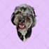 draw your pets, dog, animal into cartoon vector portrait