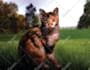 draw pet portrait, dog portrait, cat portrait oil painting