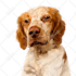 draw your pet into vector cartoon