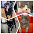 creatively convert your photos into stunning collages